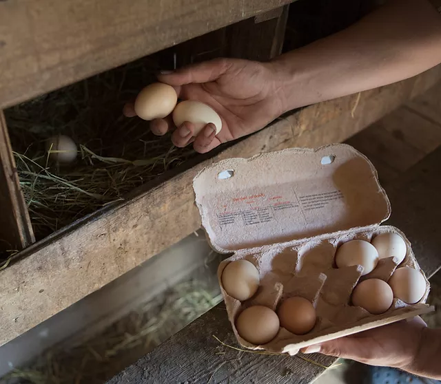 filling a carton with eggs